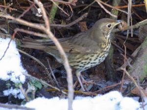 Song Thrush photograph.