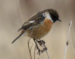 Male Stonechat