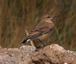 Northern Wheatear photograph