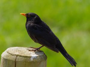 Male Blackbird Photograph
