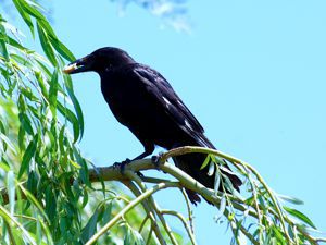 Carrion Crow photo