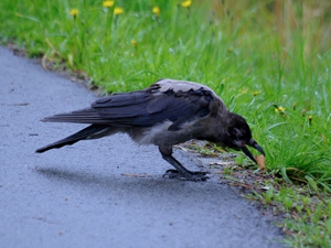 Hooded Crow photograph