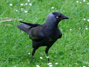 Photograph of Eurasian Jackdaw