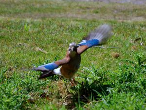 Eurasian Jay photo