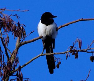 Eurasian Magpie