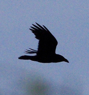 Raven photograph