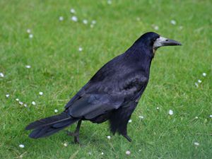 Photograph of a Rook