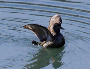 Female Eider