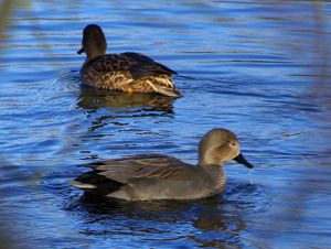 A pair of Gadwall at Attenborough