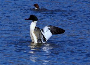 Pair of Goosanders