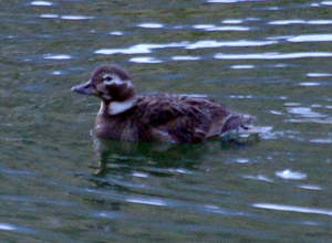 female Long tailed Duck