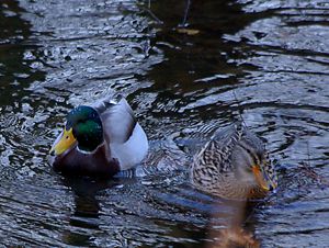 A pair of Mallards