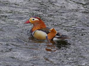 Male Mandarin Duck
