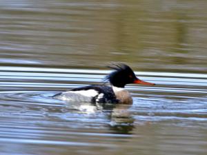 Male Red-breasted Merganser photo