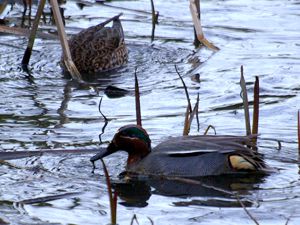 A pair of Teal