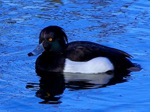 Photo of male Tufted Duck