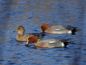Male and female Wigeon