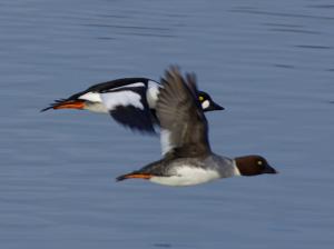Male and female Golden in flight