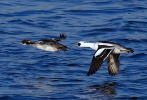 Male and female Smews in flight