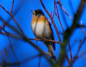 Photo of male Brambling