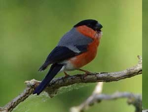 Male Bullfinch Photograph