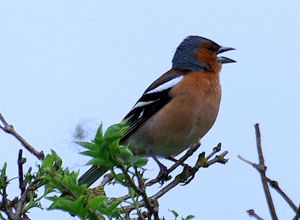 Male Chaffinch