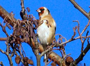 Photograph of Goldfinch