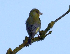 Photo of Greenfinch