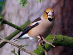 Photograph of a Hawfinch