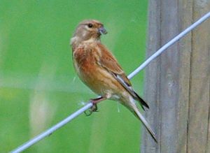 Photograph of a Linnet