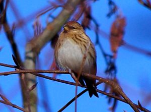 Photograph of a Lesser Redpoll
