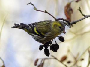 Siskin photograph