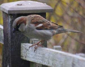 Male House Sparrow photograph
