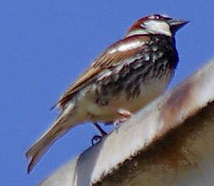 Male Spanish Sparrow