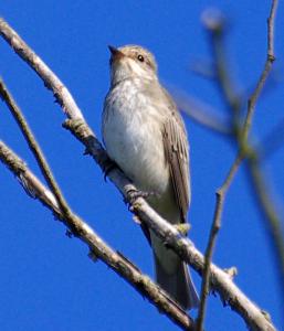 Spotted Flycatcher photograph
