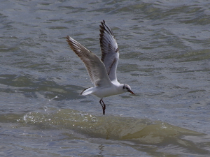 Black-headed Gull