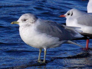 Winter plumaged Common Gull