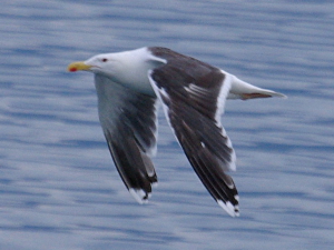 Adult Great Black-backed Gull