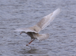Adult Glaucous Gull