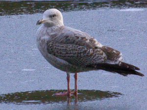 First winter Herring Gull