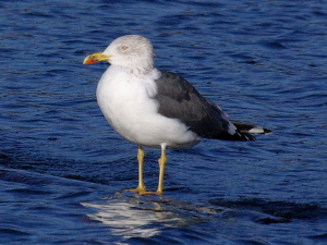 Lesser Black backed Gull
