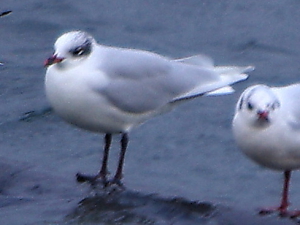 Adult Mediterranean Gull in winter plumage