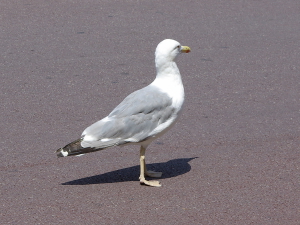 Yellow legged Gull (michahellis)