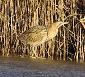 Bittern photograph