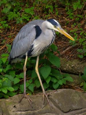 Grey Heron photograph
