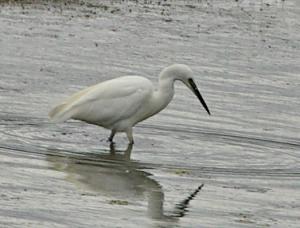 Photograph of Little Egret