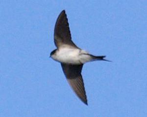 House Martin in flight