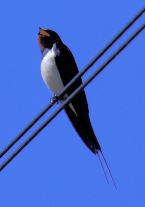 Singing Swallow on a wire