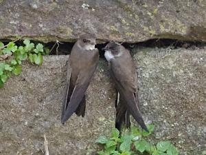 Sand Martins at nest.