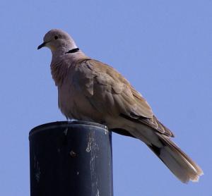 Collared Dove.
